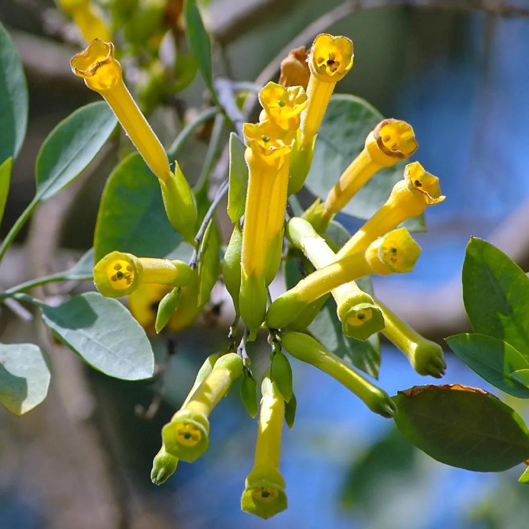 buena moza planta medicinal - Cómo conservar las hojas de Palan