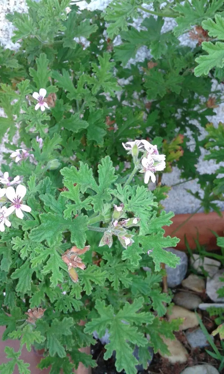 malvarrosa planta medicinal - Cómo es la flor Malvarrosa