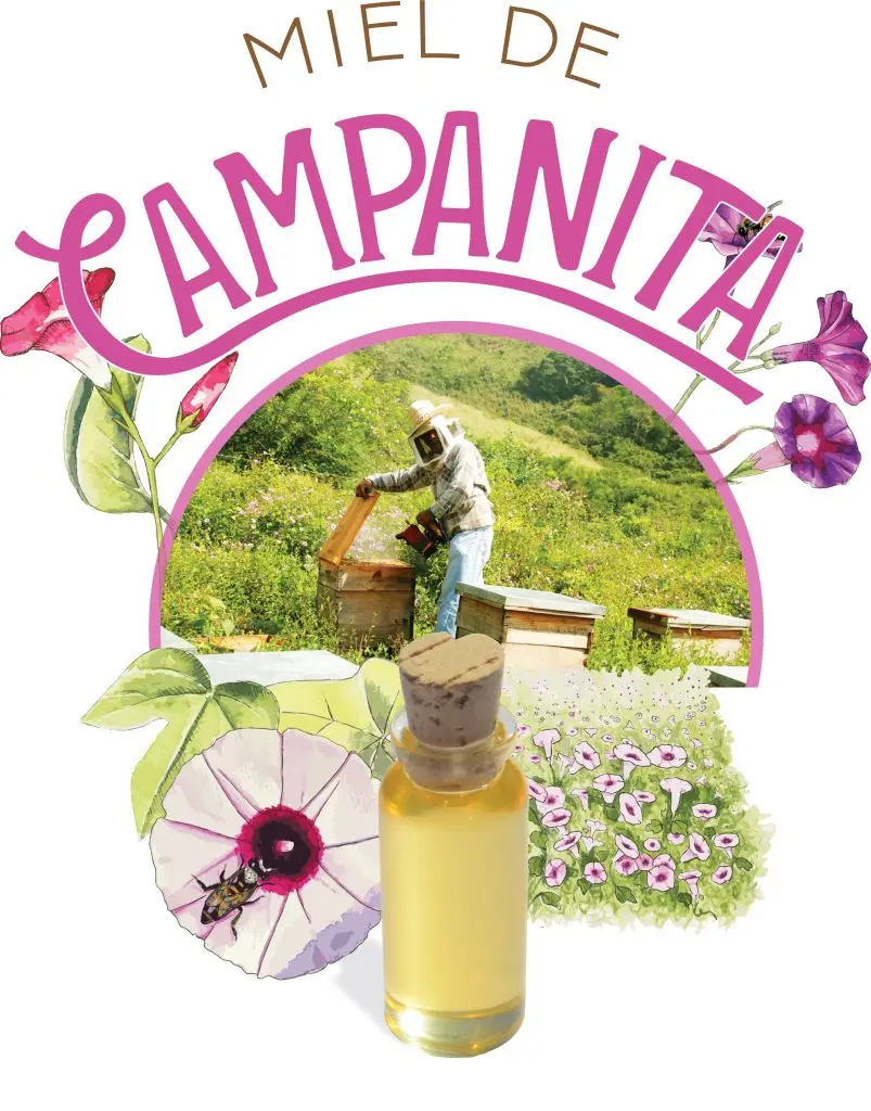 campanilla planta medicinal - Cómo se llama la flor de Campanita