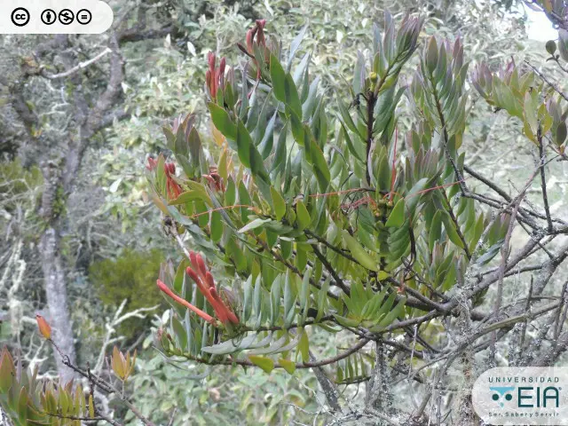 sanalotodo planta medicinal - Cómo se llama la planta curalotodo