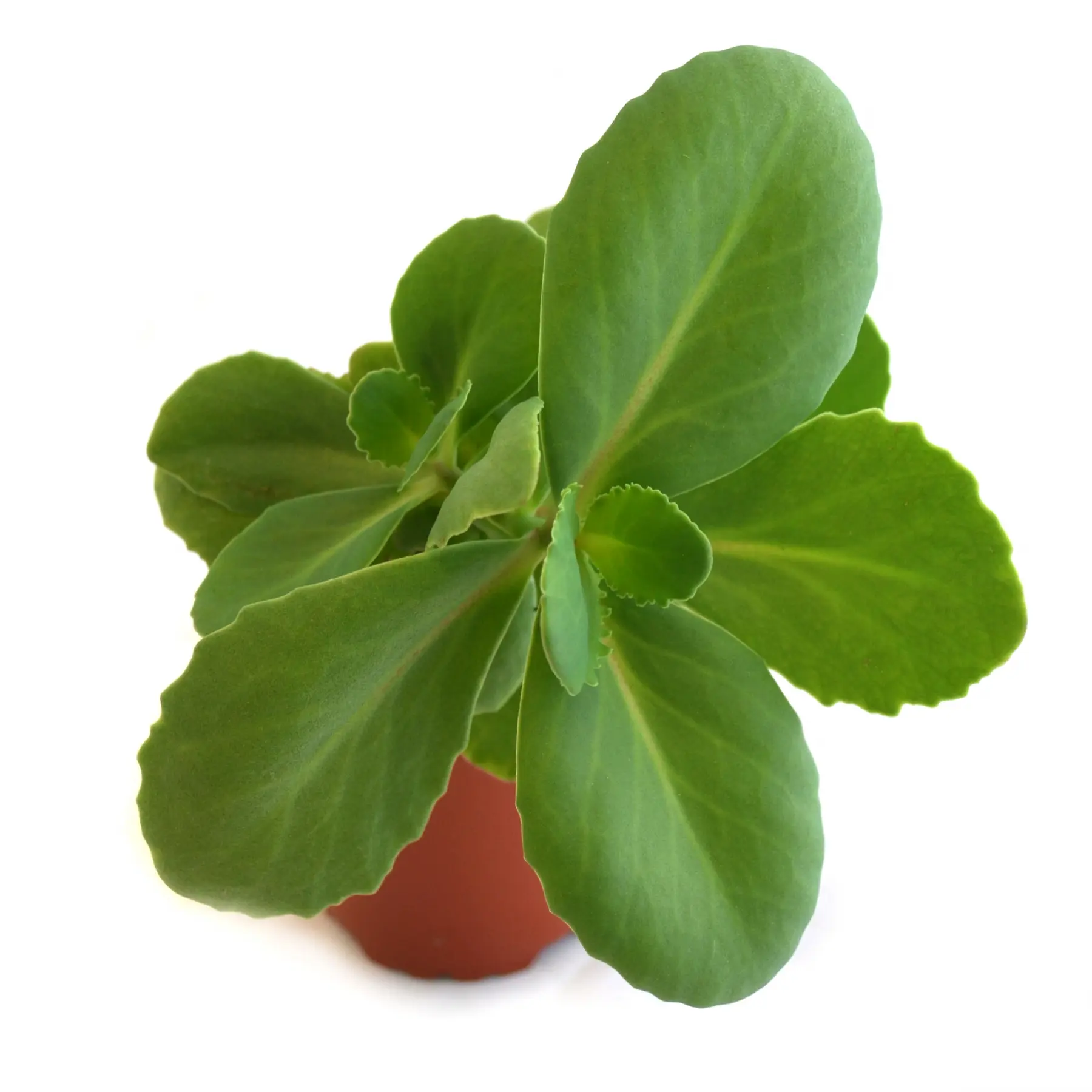 sanalotodo planta medicinal - Cómo se llama la planta pronto alivio