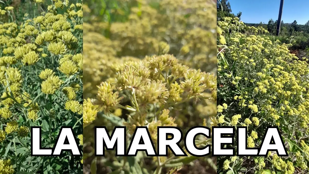 marcelita planta medicinal - Cómo se prepara el té de marcela