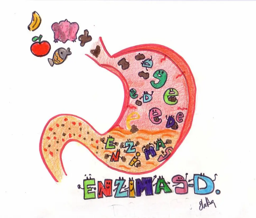 enzimas en la medicina - Cuál es la importancia de las enzimas en la medicina