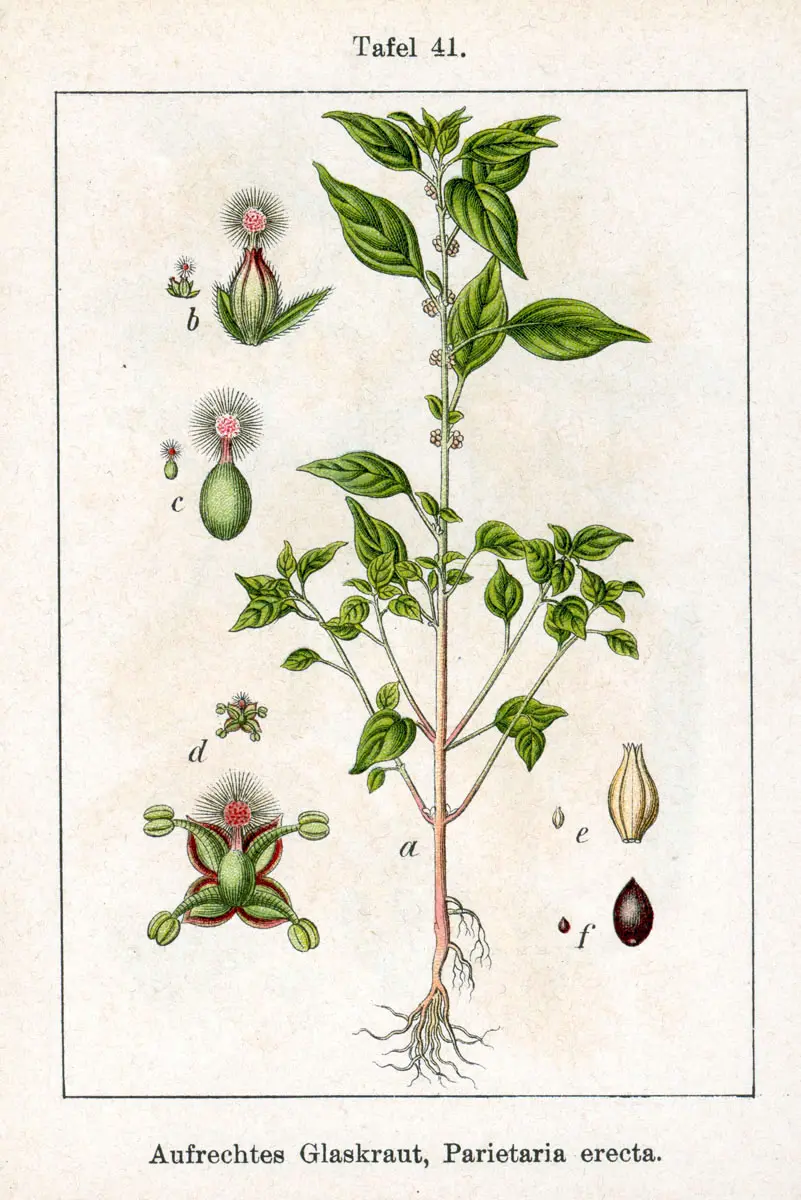 arbusto de uso medicinal - Cuál es la planta de la buscapina