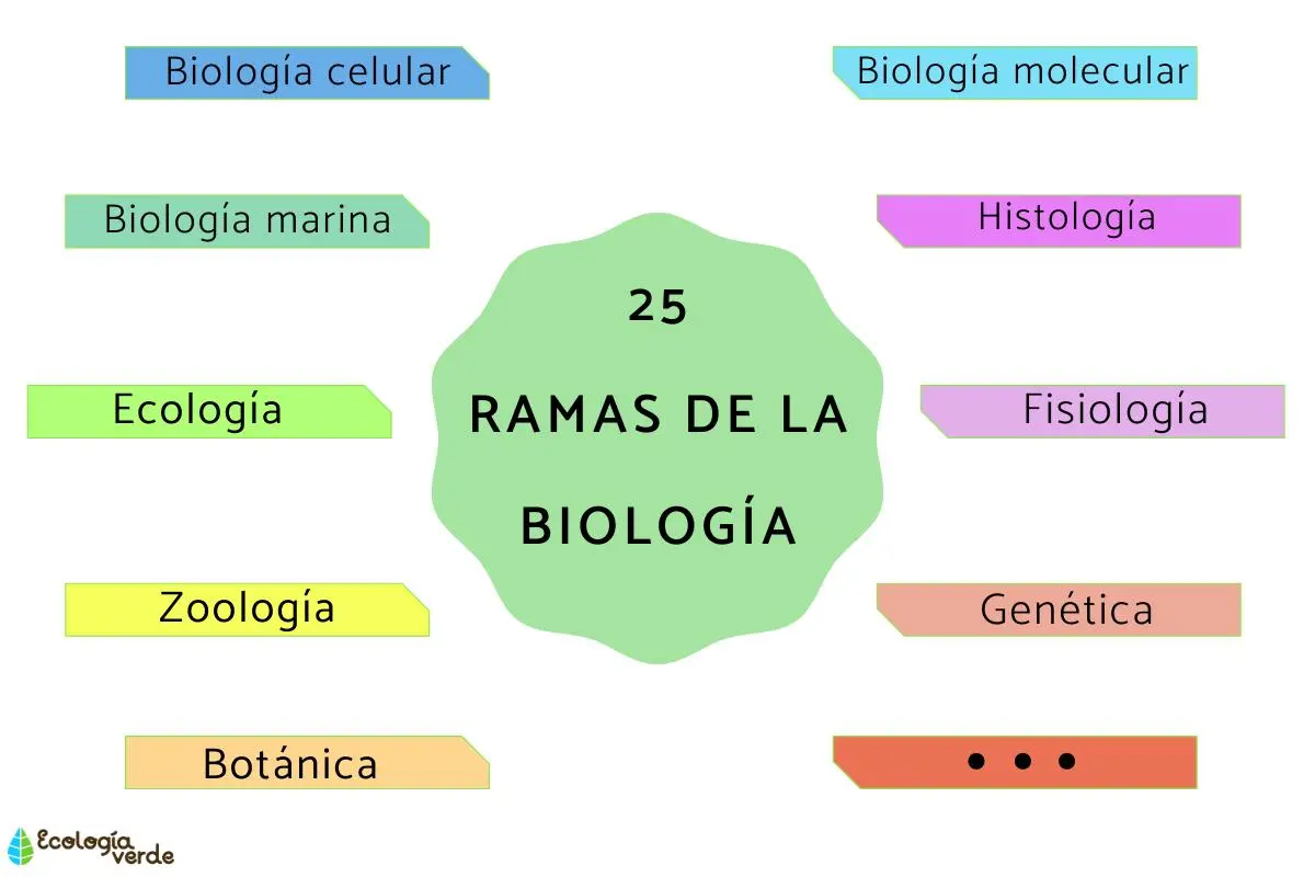 la medicina es una rama de la biología - Cuáles son las 20 ramas de la biología
