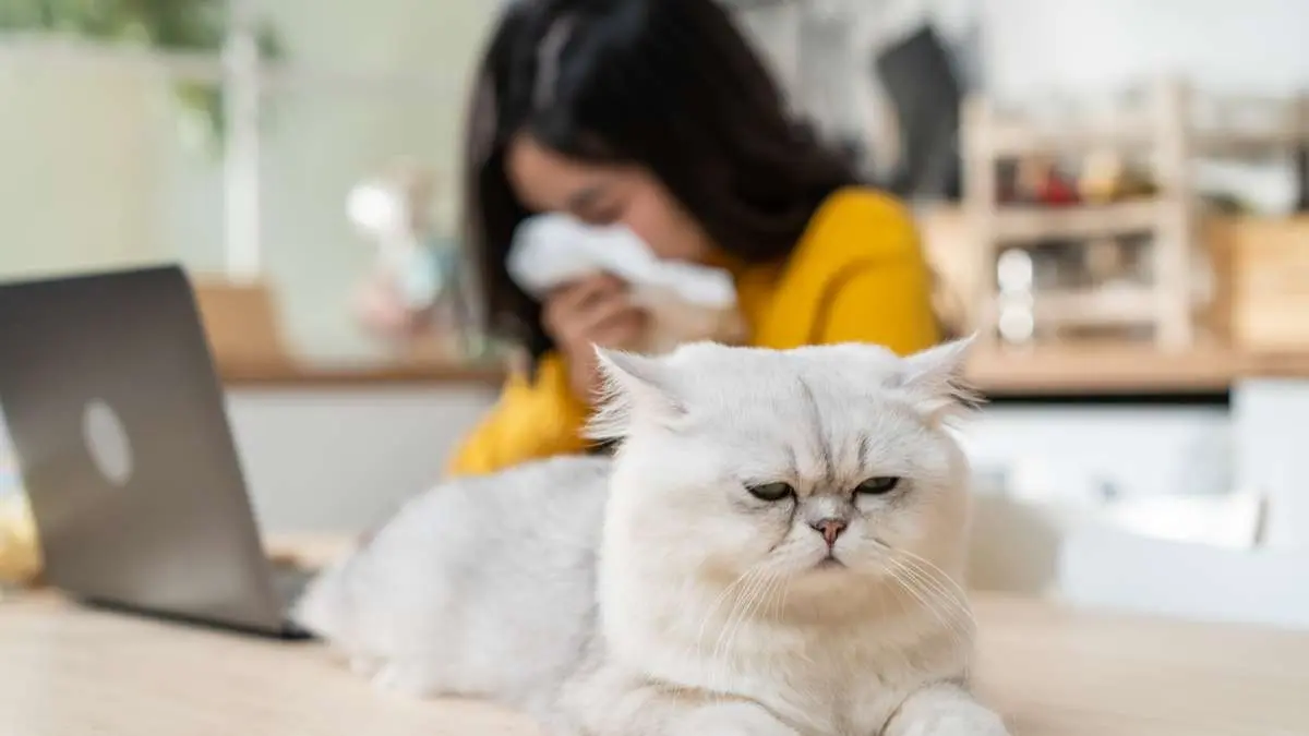 medicina alergia gatos - Cuánto tiempo dura la alergia a los gatos