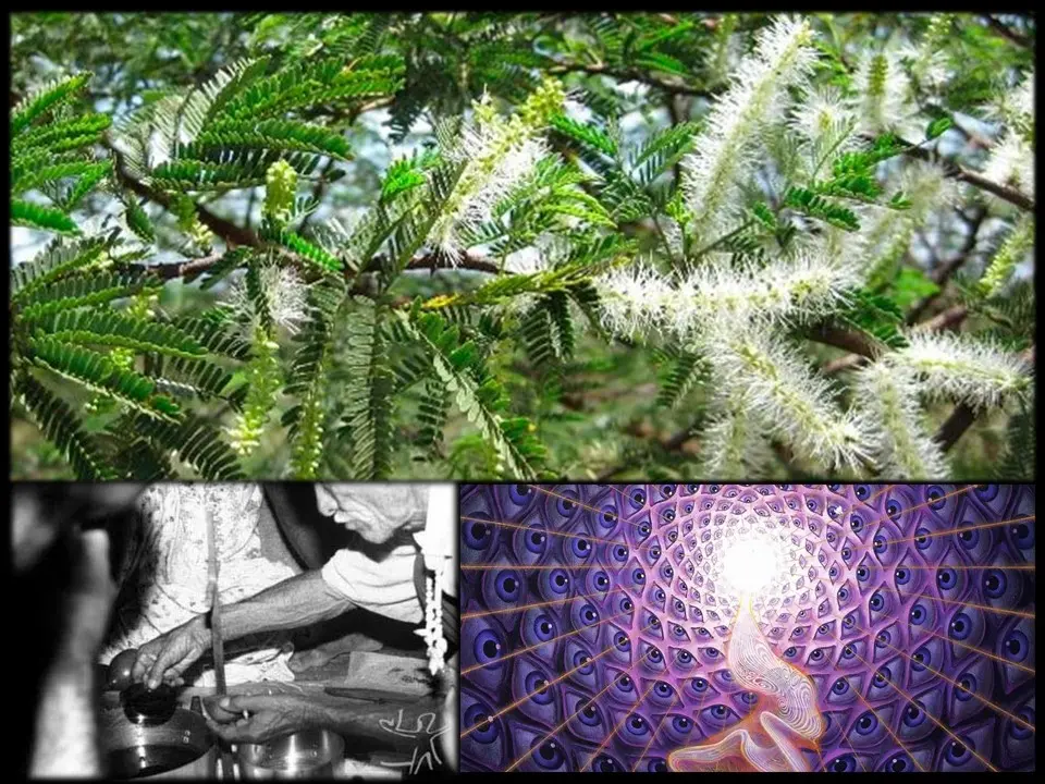 jurema planta medicinal - Dónde crece la planta mimosa Hostilis