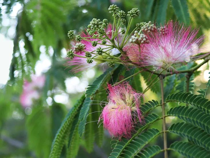jurema planta medicinal - Qué beneficios tiene la planta mimosa