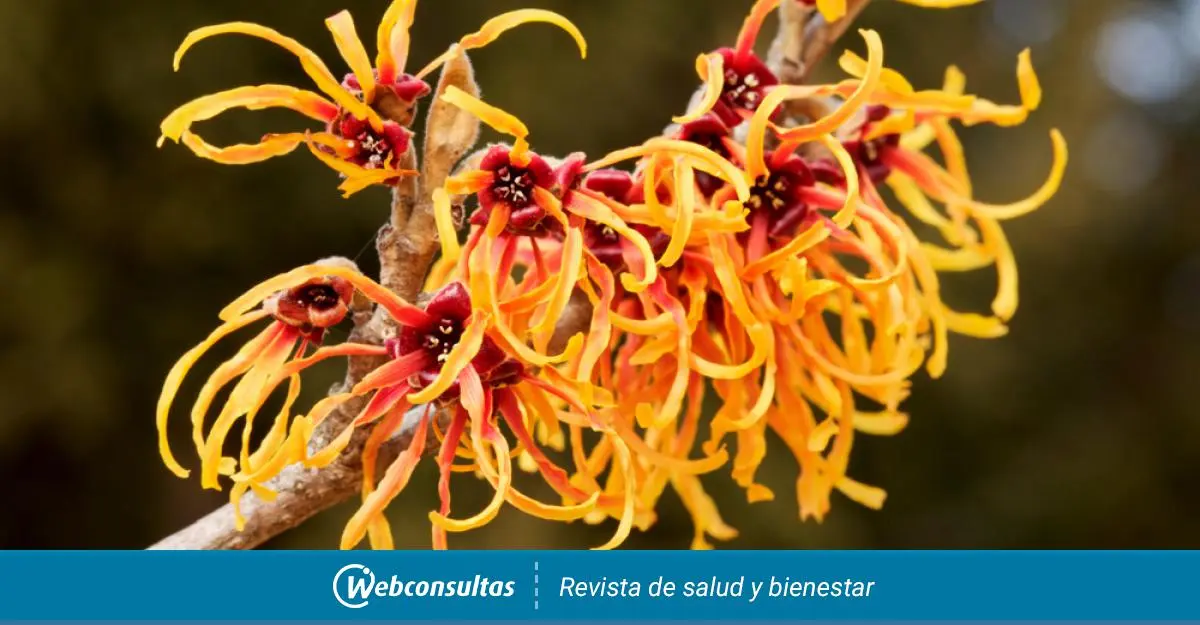 planta medicinal hamamelis - Qué contraindicaciones tiene el hamamelis