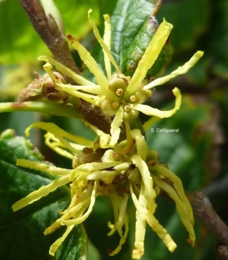 planta medicinal hamamelis - Qué es el hamamelis y para qué sirve