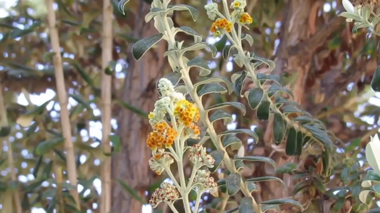 kiswara planta medicinal - Qué es la Kiswara y para qué sirve