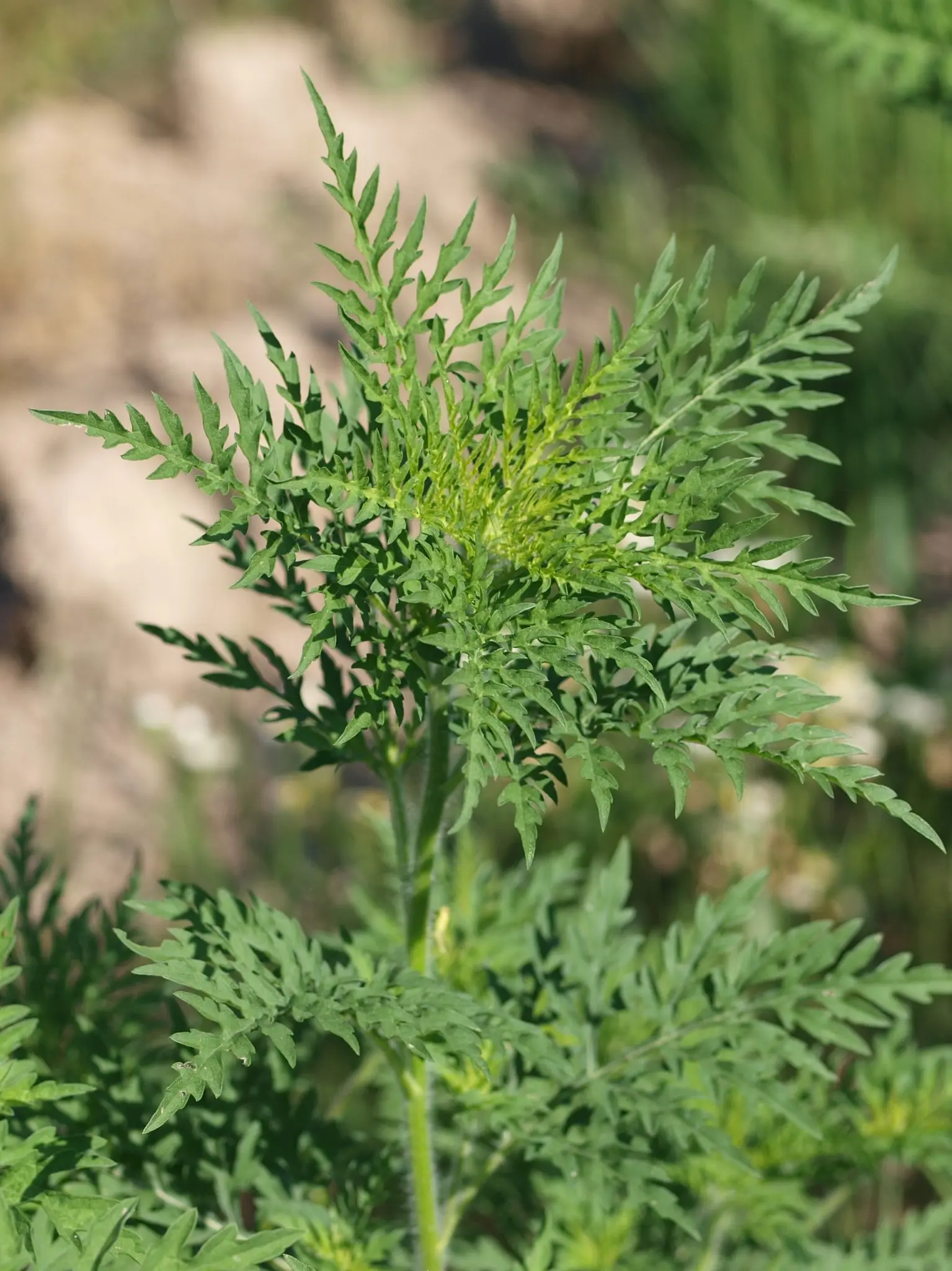 altamisa planta medicinal - Qué es y para qué sirve la artemisa