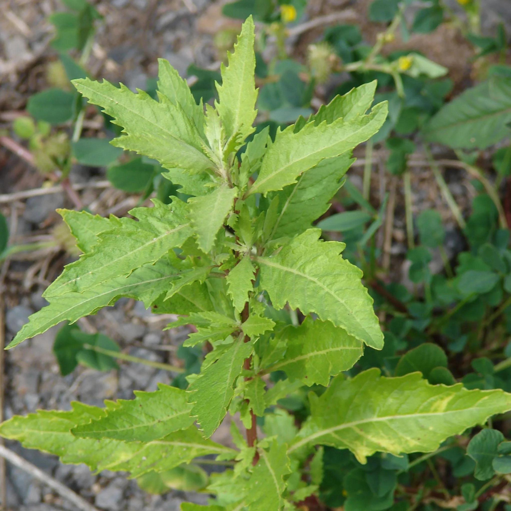 planta medicinal pasote - Qué otro nombre tiene el Pasote