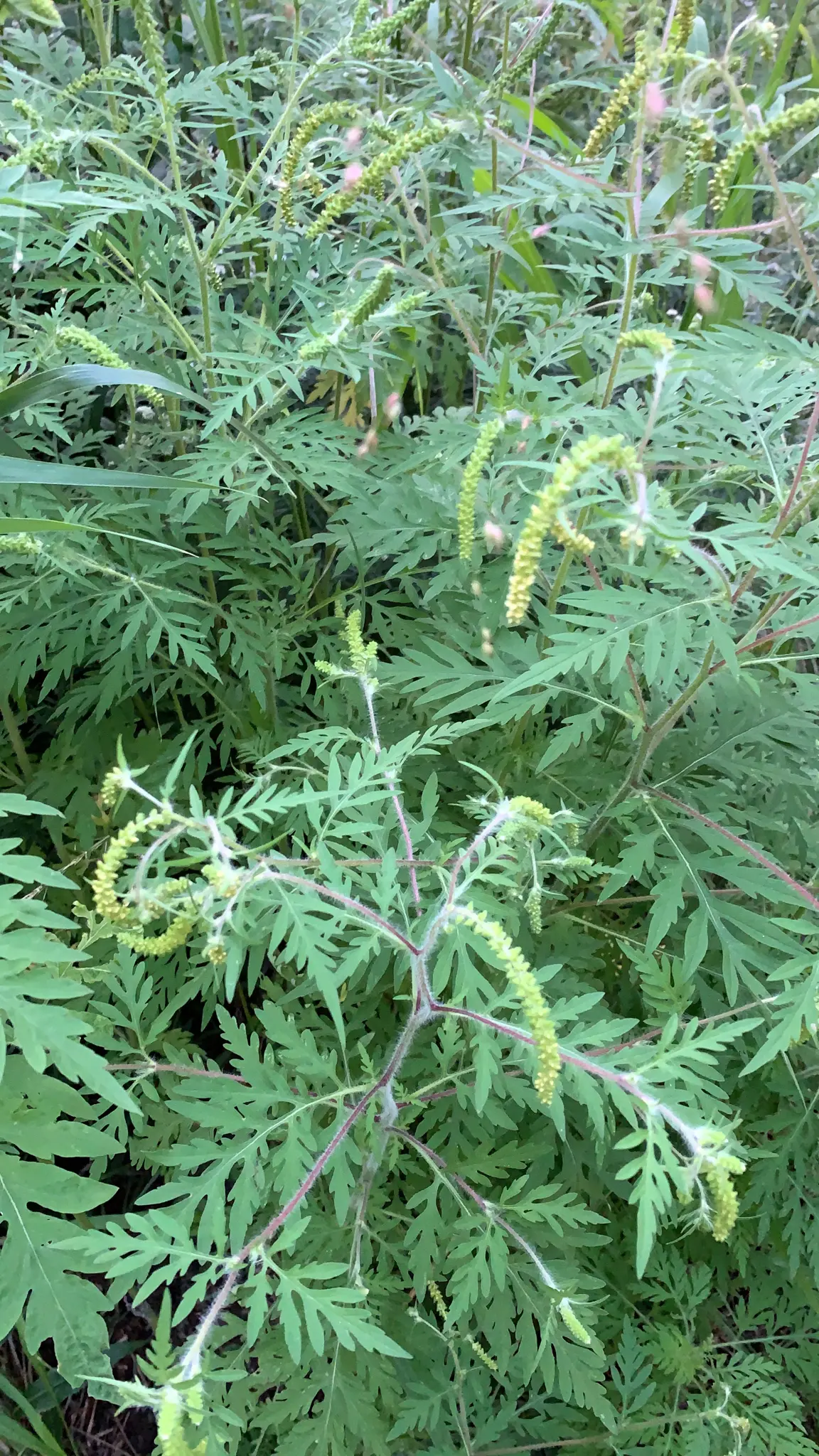 altamisa planta medicinal - Qué otro nombre tiene la altamisa
