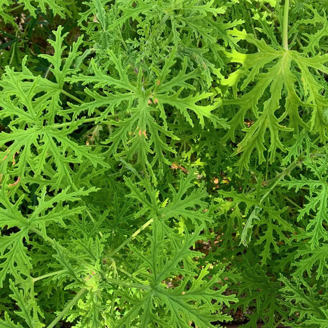 malvarrosa planta medicinal - Qué otro nombre tiene la malva