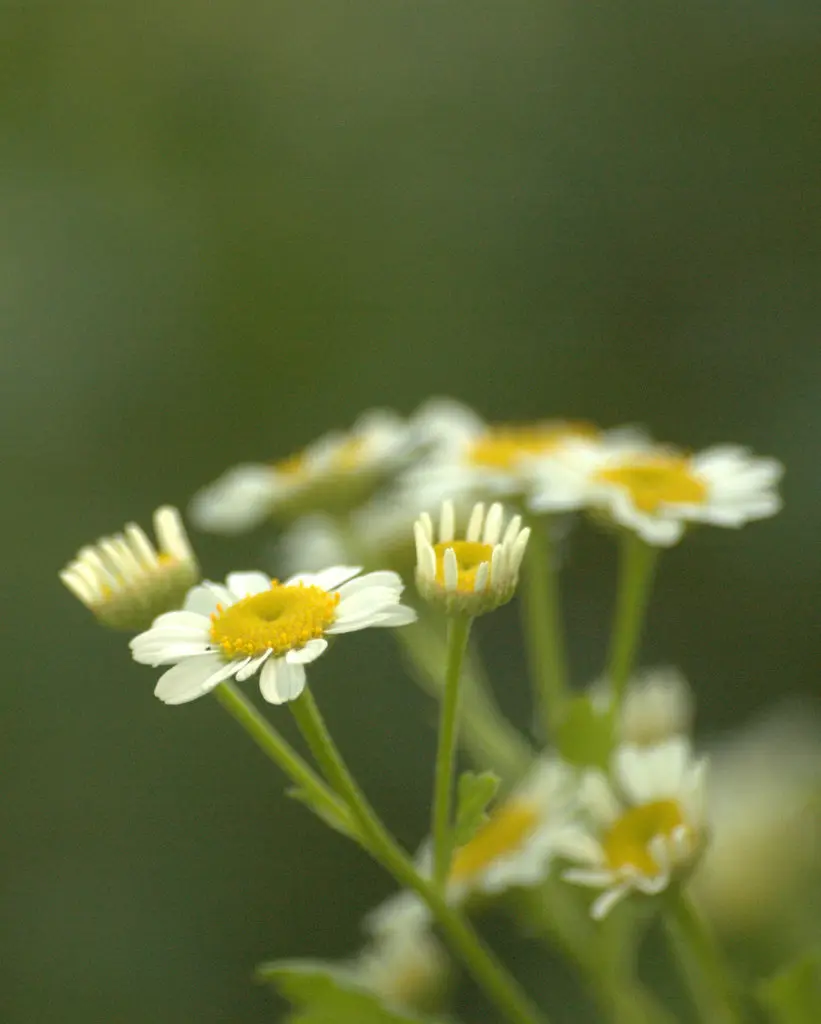 altamisa planta medicinal - Qué sabor tiene la altamisa